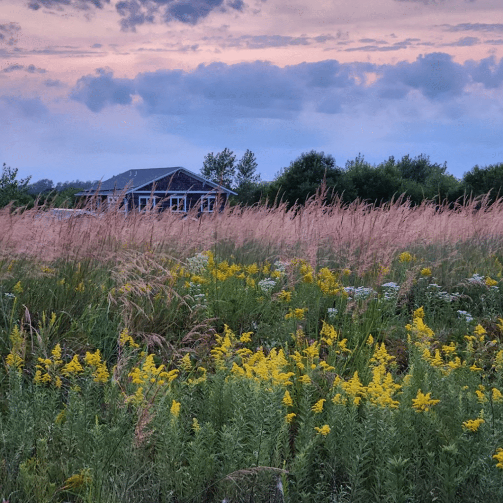thick stand of native grasses and wildflowers